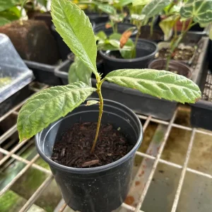 Loquat Tropical Fruit Live Tree Plant – 4 ft Seedling – Outdoor - Image 2