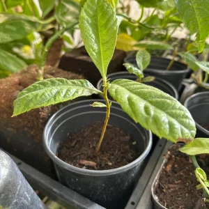 Loquat Tropical Fruit Live Tree Plant – 4 ft Seedling – Outdoor - Image 3