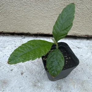 Loquat Tropical Fruit Live Tree Plant – 4 ft Seedling – Outdoor - Image 4