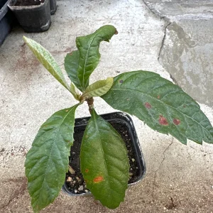 Loquat Tropical Fruit Live Tree Plant – 4 ft Seedling – Outdoor - Image 5