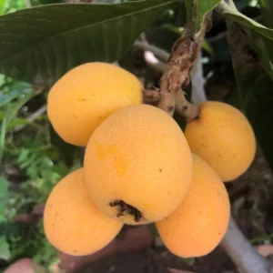 Loquat Tropical Fruit Live Tree Plant – 4 ft Seedling – Outdoor - Image 6