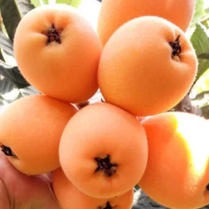 Loquat Tropical Fruit Live Tree Plant – 4 ft Seedling – Outdoor - Image 1