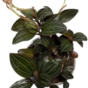 Ludisia Discolor Jewel Orchid Live Plant - 2.5