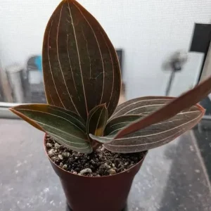 Ludisia Discolor Jewel Orchid Live Plant - 2.5