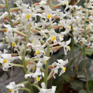 Ludisia Discolor Jewel Orchid Live Plant - 2.5