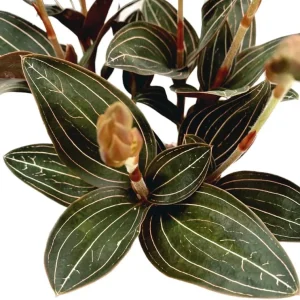 Ludisia Discolor Jewel Orchid Live Plant - 2.5