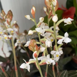 Ludisia Discolor Jewel Orchid Live Plant - 2.5
