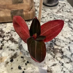 Ludisia Discolor Jewel Orchid Live Plant - 2.5