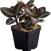 Ludisia Discolor Jewel Orchid Live Plant - 2.5" Pot Indoor Houseplant - Image 1