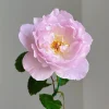 Luningxiang Rose Live Plant – Pink Double Flowers – 80-120 cm Tall – Outdoor - Image 1