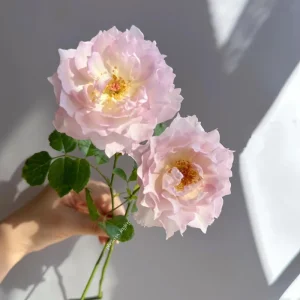 Luningxiang Rose Live Plant – Pink Double Flowers – 80-120 cm Tall – Outdoor - Image 3