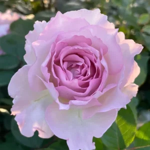 Luningxiang Rose Live Plant – Pink Double Flowers – 80-120 cm Tall – Outdoor - Image 5