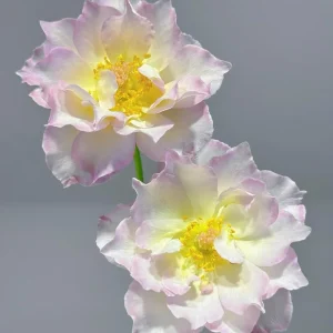 Luningxiang Rose Live Plant – Pink Double Flowers – 80-120 cm Tall – Outdoor - Image 7