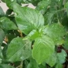 Magenta Leaf Live Starter Plant - Perennial Vegetable Herb - Indoor/Outdoor - Image 1