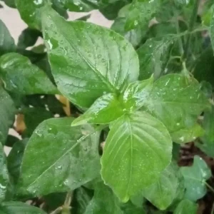 Magenta Leaf Live Starter Plant - Perennial Vegetable Herb - Indoor/Outdoor - Image 1