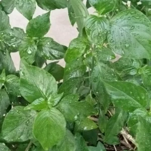 Magenta Leaf Live Starter Plant - Perennial Vegetable Herb - Indoor/Outdoor - Image 2