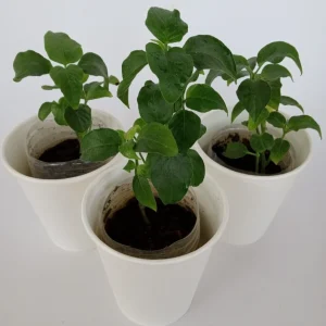 Magenta Leaf Live Starter Plant - Perennial Vegetable Herb - Indoor/Outdoor - Image 3