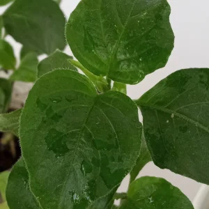 Magenta Leaf Live Starter Plant - Perennial Vegetable Herb - Indoor/Outdoor - Image 4