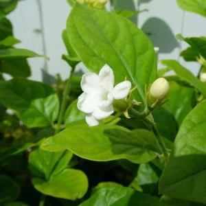 Maid of Orleans Jasmine Live Plant - Sweet Fragrant White Flowers, 4-inch Pot - Image 2
