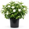 Maid of Orleans Jasmine Live Plant - Sweet Fragrant White Flowers, 4-inch Pot - Image 1