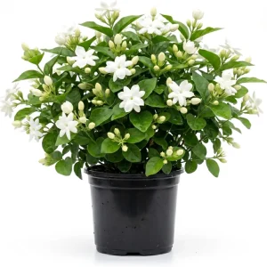 Maid of Orleans Jasmine Live Plant - Sweet Fragrant White Flowers, 4-inch Pot - Image 1
