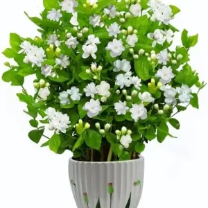 Maid of Orleans Jasmine Live Plant - Sweet Fragrant White Flowers, 4-inch Pot - Image 4