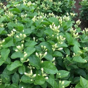 Maid of Orleans Jasmine Live Plant - Sweet Fragrant White Flowers, 4-inch Pot - Image 5