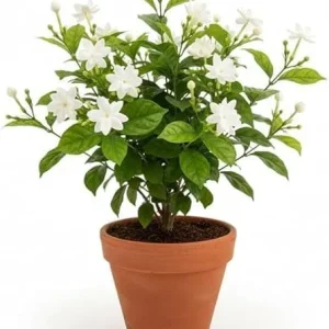 Maid of Orleans Jasmine Live Plant - Sweet Fragrant White Flowers, 4-inch Pot - Image 6