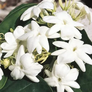 Maid of Orleans Jasmine Live Plant - White Flowers, Sweet Scent, 4-inch Pot - Image 3