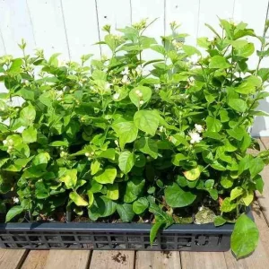 Maid of Orleans Jasmine Live Plant - White Flowers, Sweet Scent, 4-inch Pot - Image 4