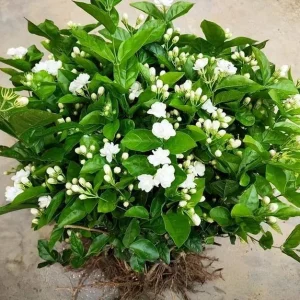 Maid of Orleans Jasmine Live Plant - White Flowers, Sweet Scent, 4-inch Pot - Image 7