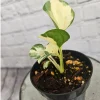 Manjula Pothos Live Plant - Variegated Indoor Houseplant - Image 1