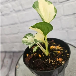 Manjula Pothos Live Plant - Variegated Indoor Houseplant - Image 1