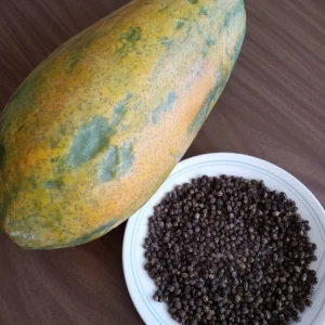 Maradol Papaya Seeds - Sweet Tropical Fruit - 50+ Seeds for Indoor/Outdoor Growing - Image 2