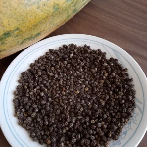 Maradol Papaya Seeds - Sweet Tropical Fruit - 50+ Seeds for Indoor/Outdoor Growing - Image 3