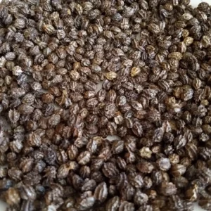 Maradol Papaya Seeds - Sweet Tropical Fruit - 50+ Seeds for Indoor/Outdoor Growing - Image 4