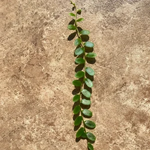 Marcgravia Shingling Vine Cutting – Live Plant – Exotic Terrarium Vine - Image 2