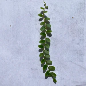 Marcgravia Shingling Vine Cutting – Live Plant – Exotic Terrarium Vine - Image 3