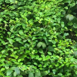 Marcgravia Shingling Vine Cutting – Live Plant – Exotic Terrarium Vine - Image 4