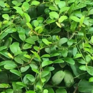 Marcgravia Shingling Vine Cutting – Live Plant – Exotic Terrarium Vine - Image 5