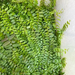 Marcgravia Shingling Vine Cutting – Live Plant – Exotic Terrarium Vine - Image 6