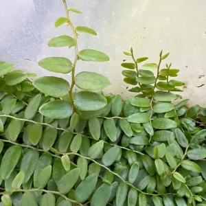 Marcgravia Shingling Vine Cutting – Live Plant – Exotic Terrarium Vine - Image 1
