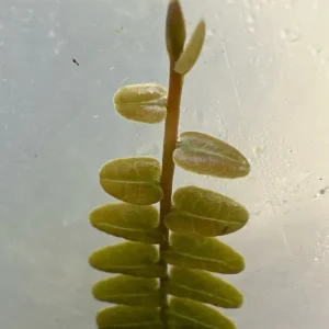 Marcgravia sp. Mendez Cuttings - Rare Live Plant for Terrarium & Indoor Decor - Image 2