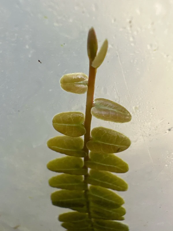 Marcgravia sp. Mendez Cuttings - Rare Live Plant for Terrarium & Indoor Decor - Image 2