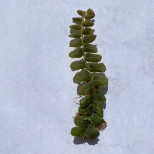 Marcgravia sp. Mendez Cuttings - Rare Live Plant for Terrarium & Indoor Decor - Image 3