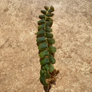 Marcgravia sp. Mendez Cuttings - Rare Live Plant for Terrarium & Indoor Decor - Image 4