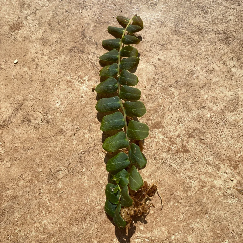 Marcgravia sp. Mendez Cuttings - Rare Live Plant for Terrarium & Indoor Decor - Image 4