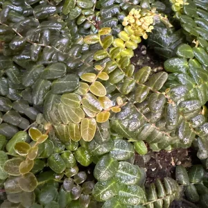 Marcgravia sp. Mendez Cuttings - Rare Live Plant for Terrarium & Indoor Decor - Image 5