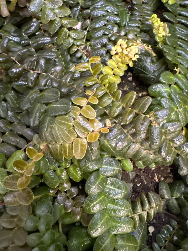Marcgravia sp. Mendez Cuttings - Rare Live Plant for Terrarium & Indoor Decor - Image 5