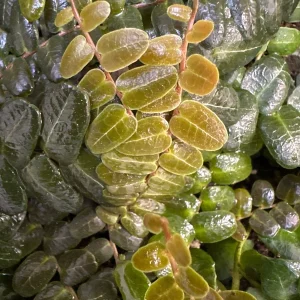 Marcgravia sp. Mendez Cuttings - Rare Live Plant for Terrarium & Indoor Decor - Image 1